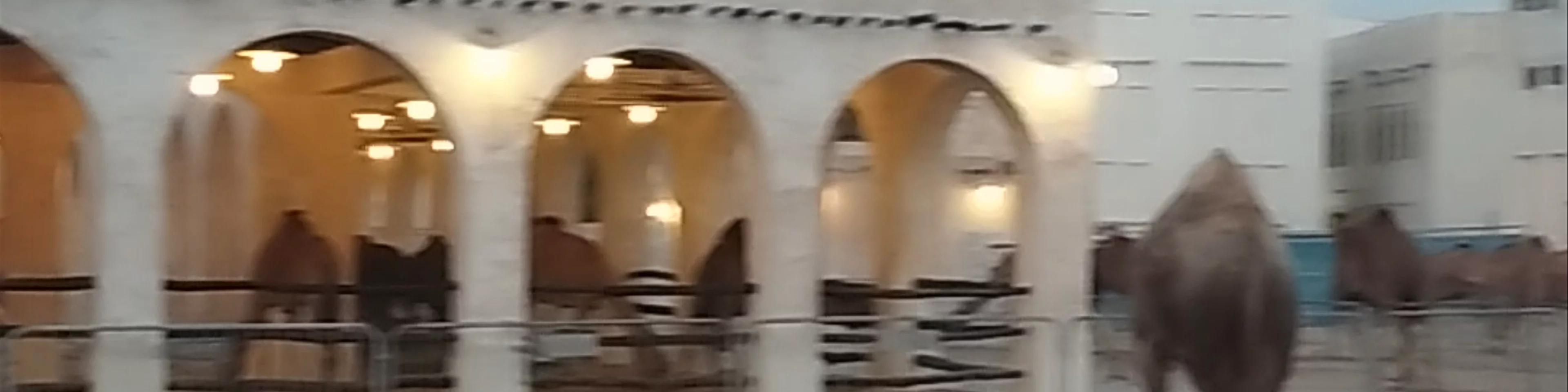 Horses Stables