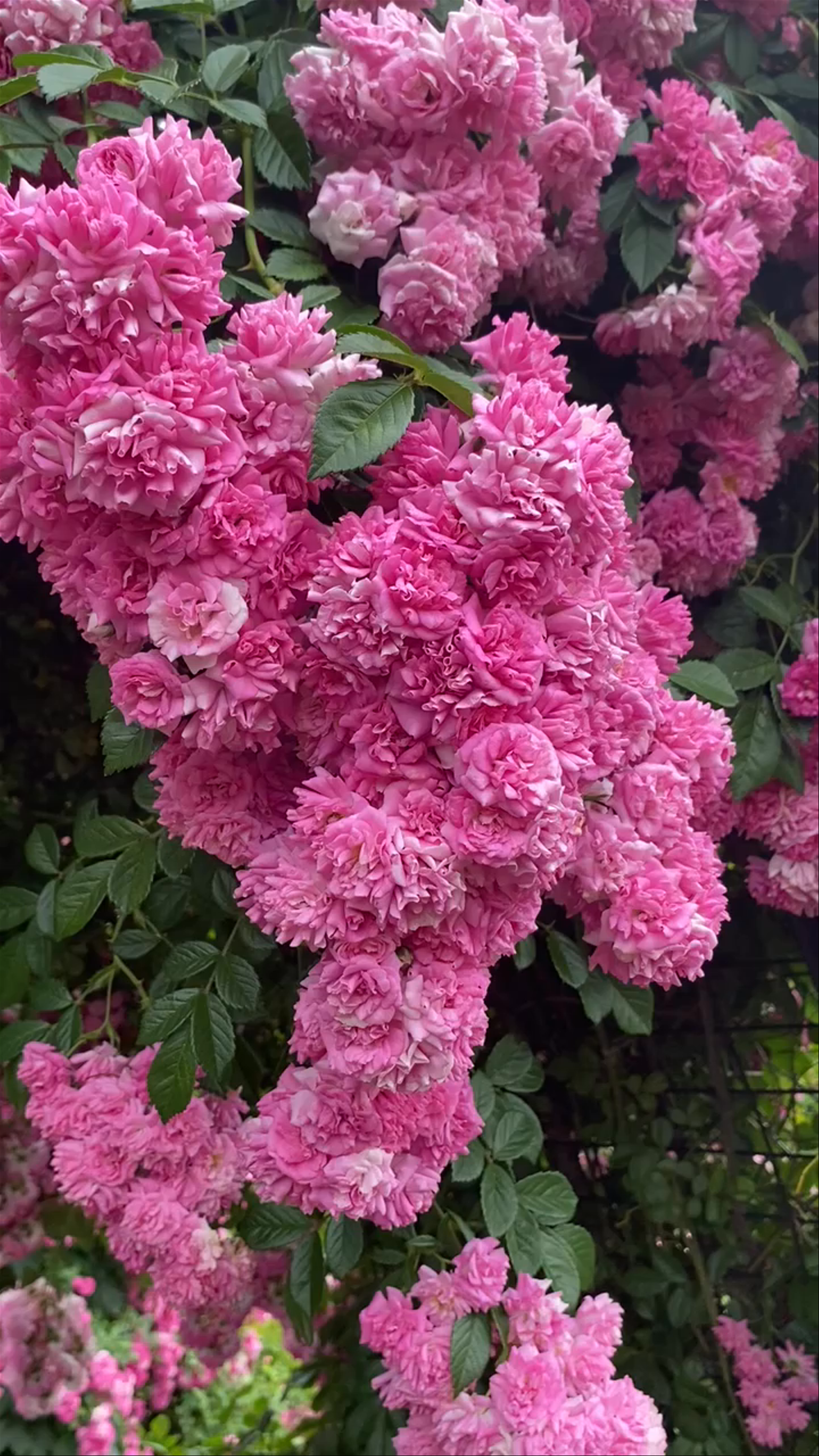 Blooming Beauty at James P Kelleher Rose Garden, Boston
