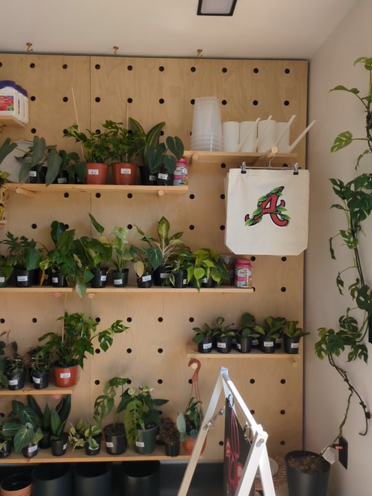 Pink Pothos - Nurseries & Gardening Near Me - Atlanta, Georgia