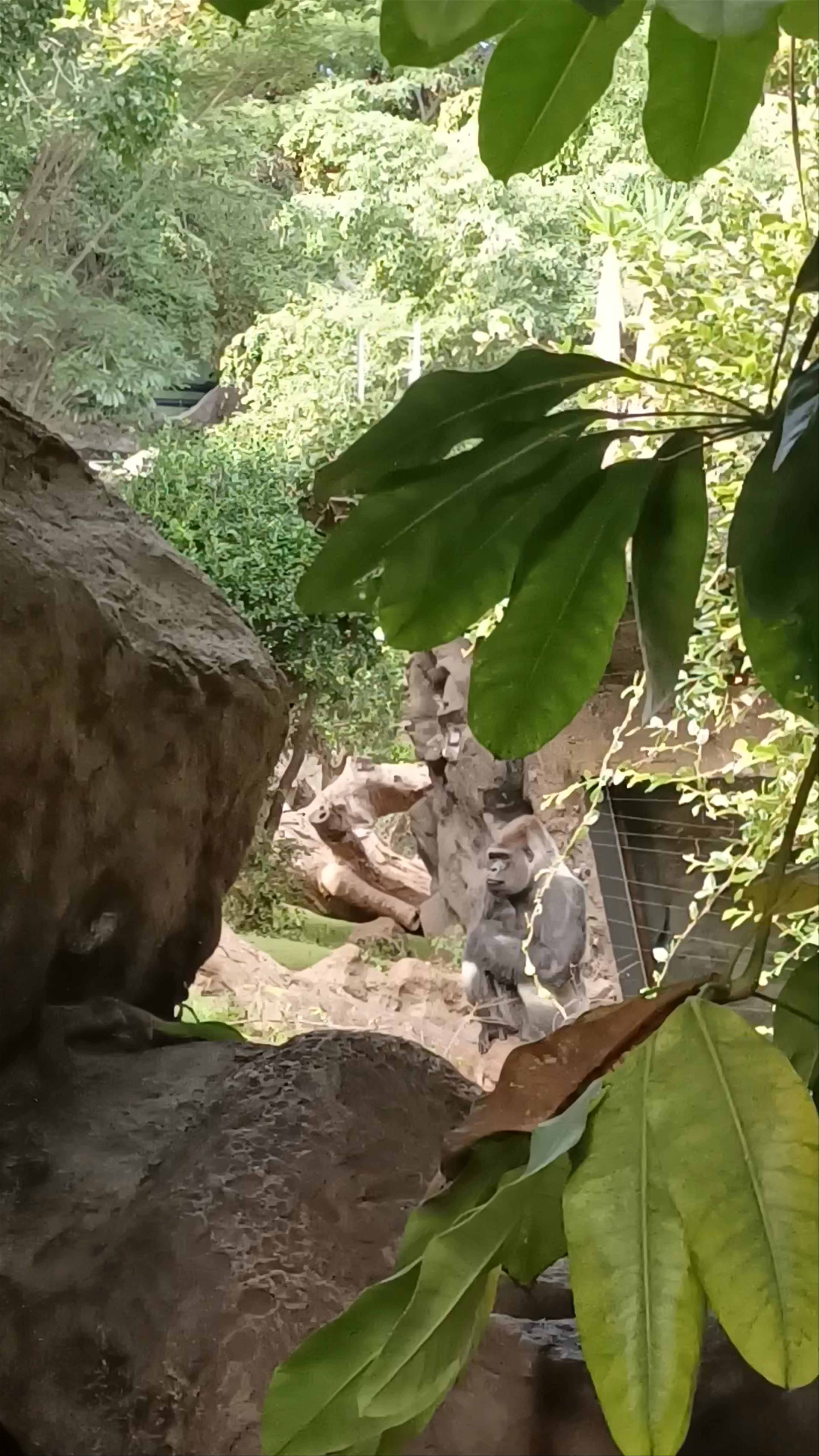 Wild Gorilla Encounter at Loro Parque, Tenerife