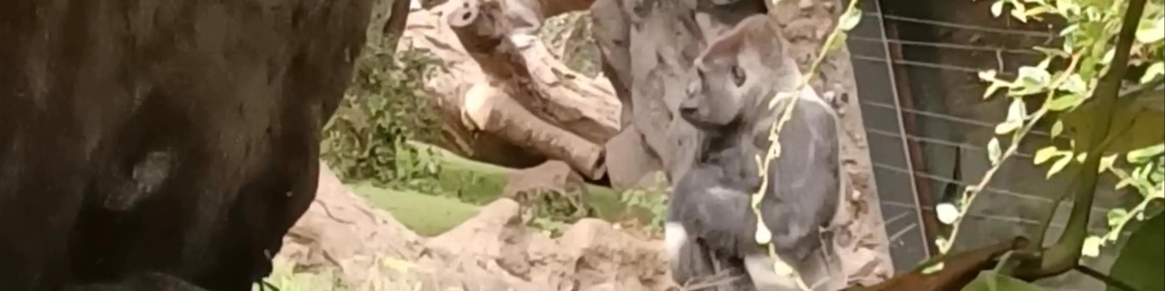 Loro Parque