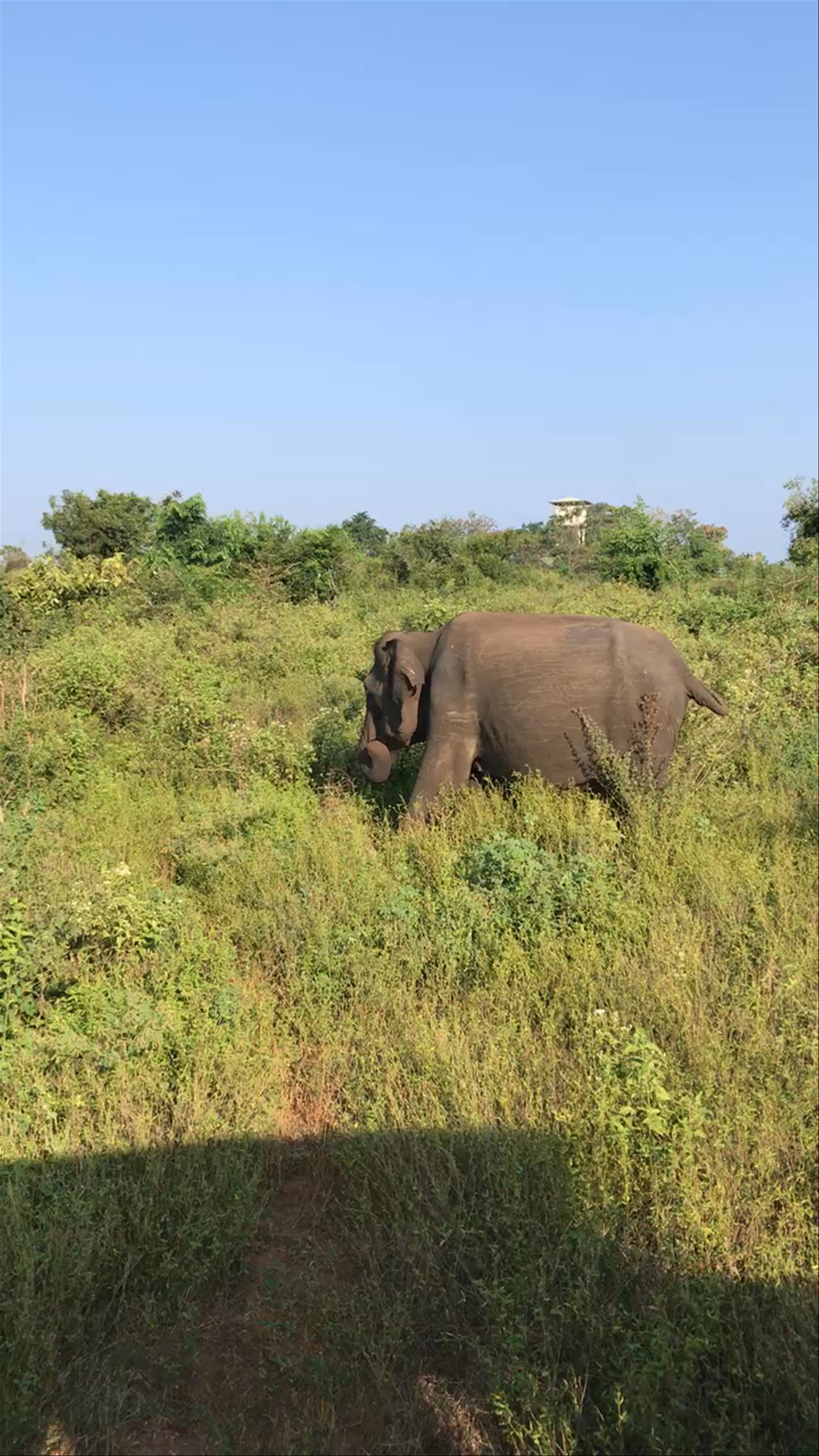 Udawalawe National Park Safari