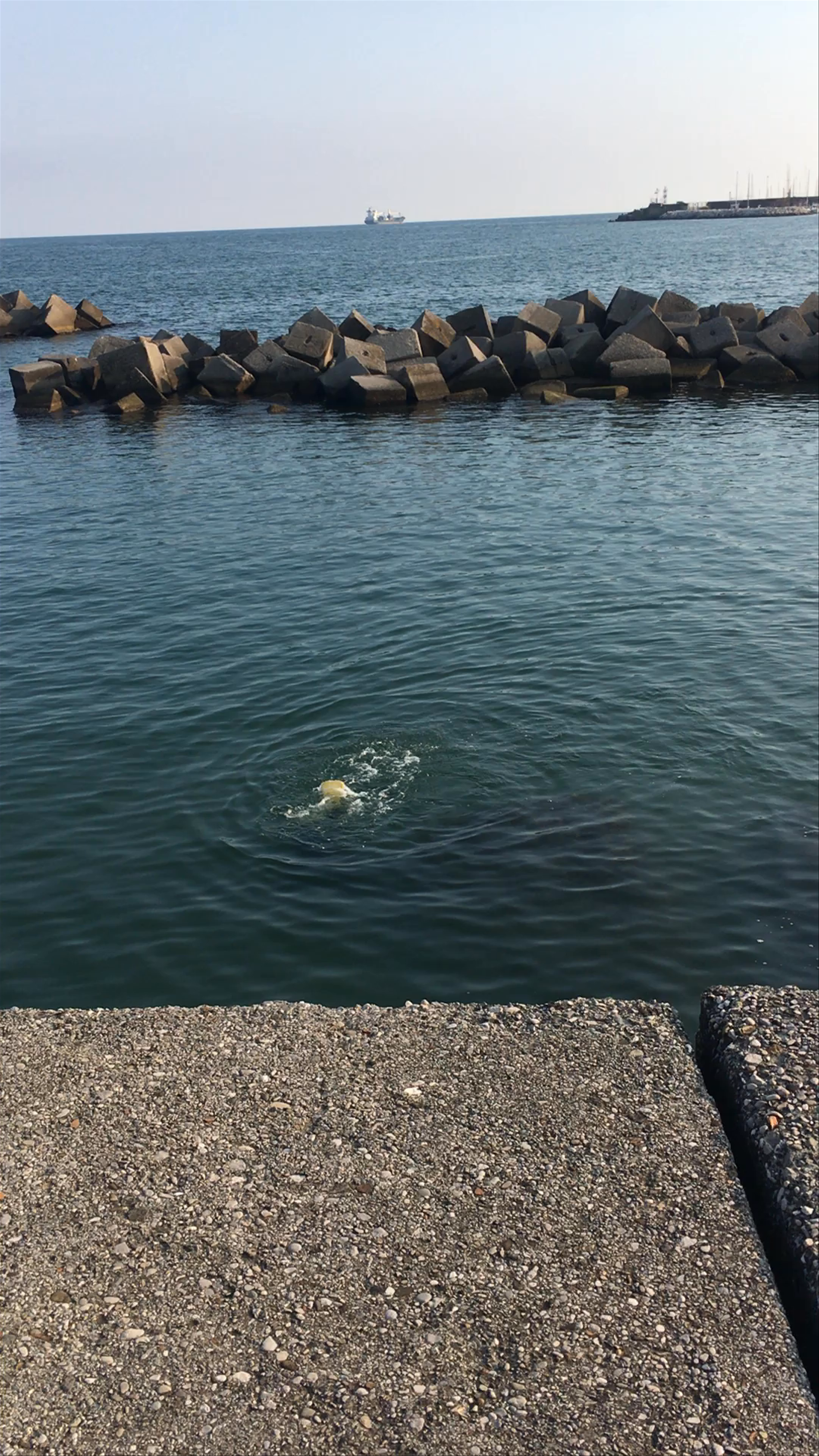 Man diving in Salerno harbour 