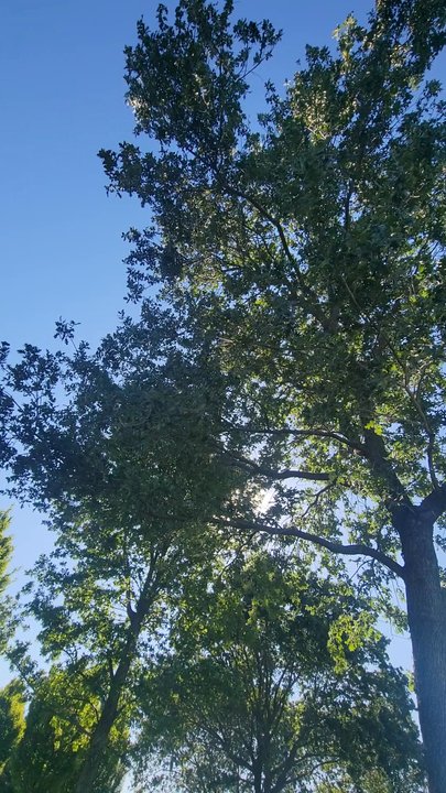 Morse Community Park - Parks Near Me - Elk Grove, California