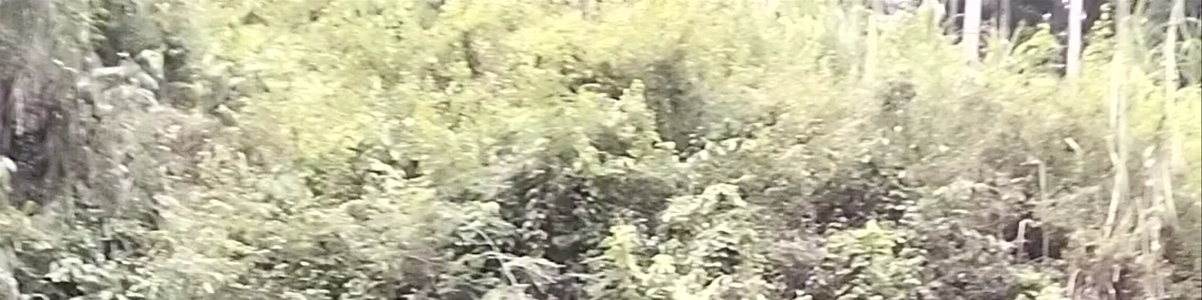 Pulangbato Falls Valencia