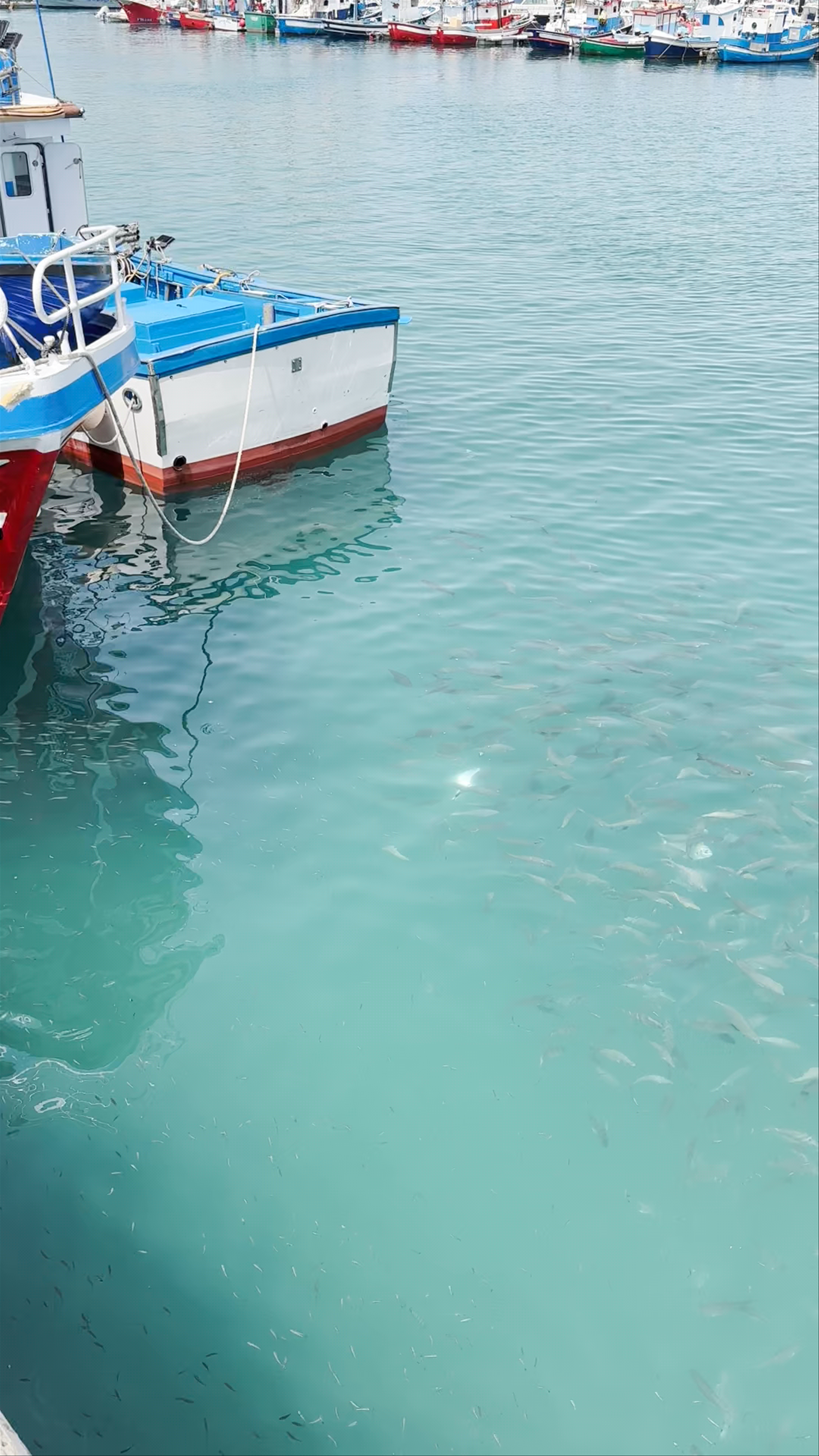 Mantarayas