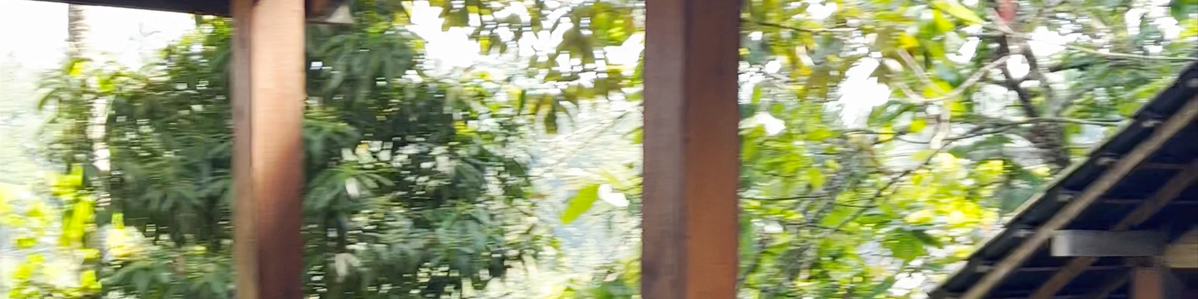 Santi coffee Plantation Luwak