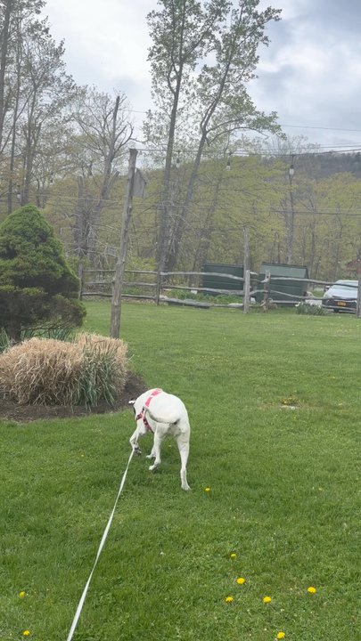 Mountain Brauhaus - Backyard - New American Near Me - Gardiner, New York