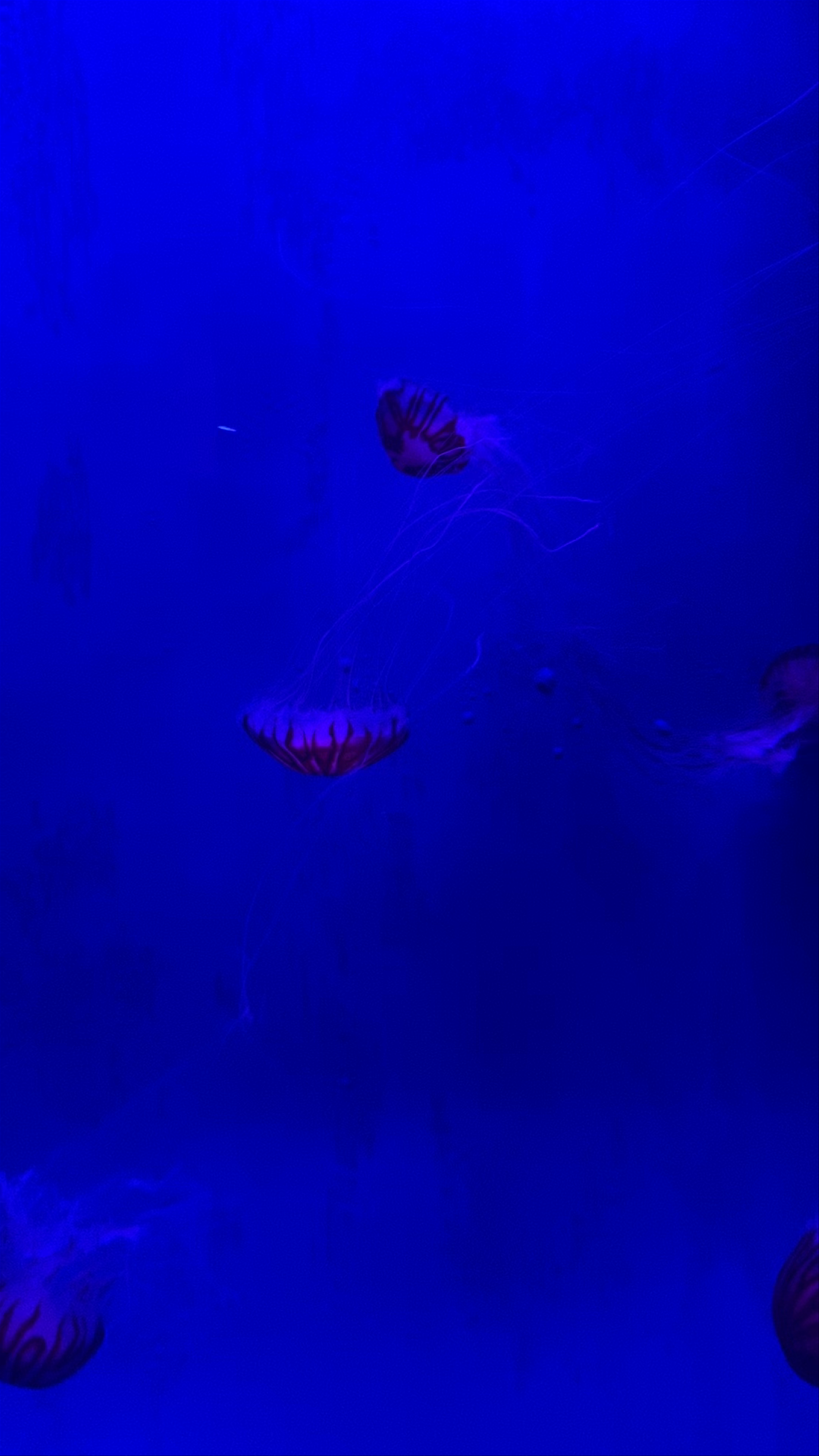 Acquario di Genova