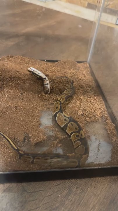 Petland Ashland - Snakes action - Pet Stores Near Me - Ashland, Kentucky
