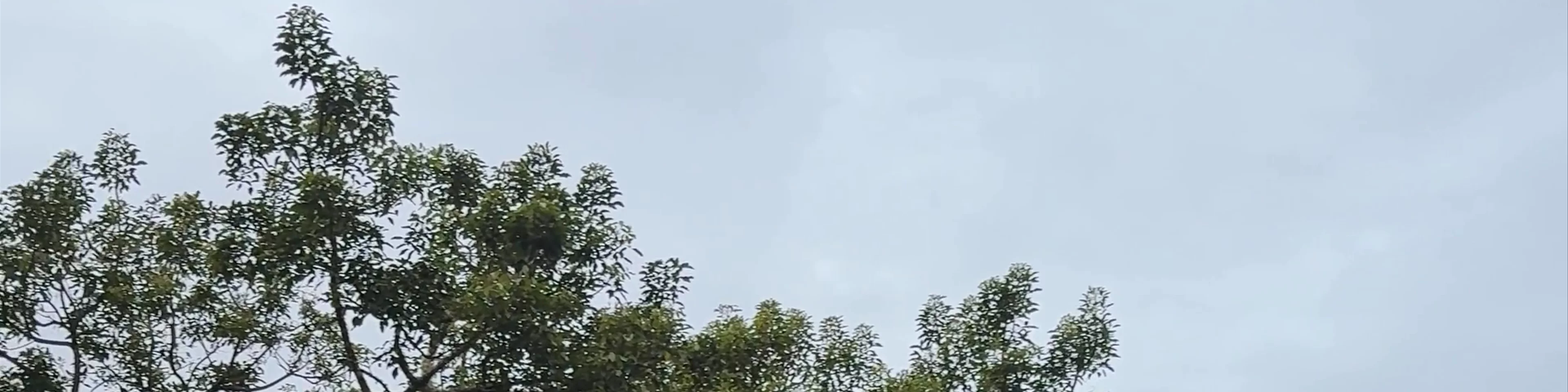Phutuq K'usi