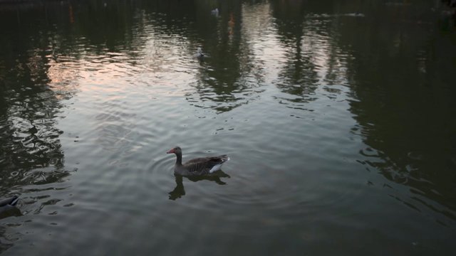 Ducks on the lake 