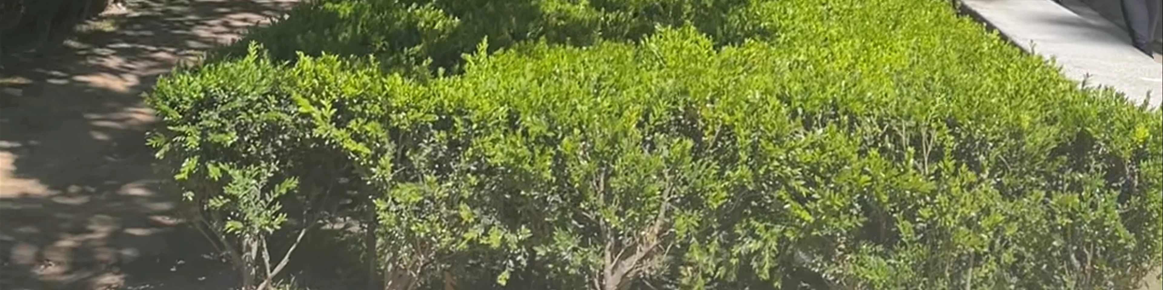 Jardim da Cordoaria