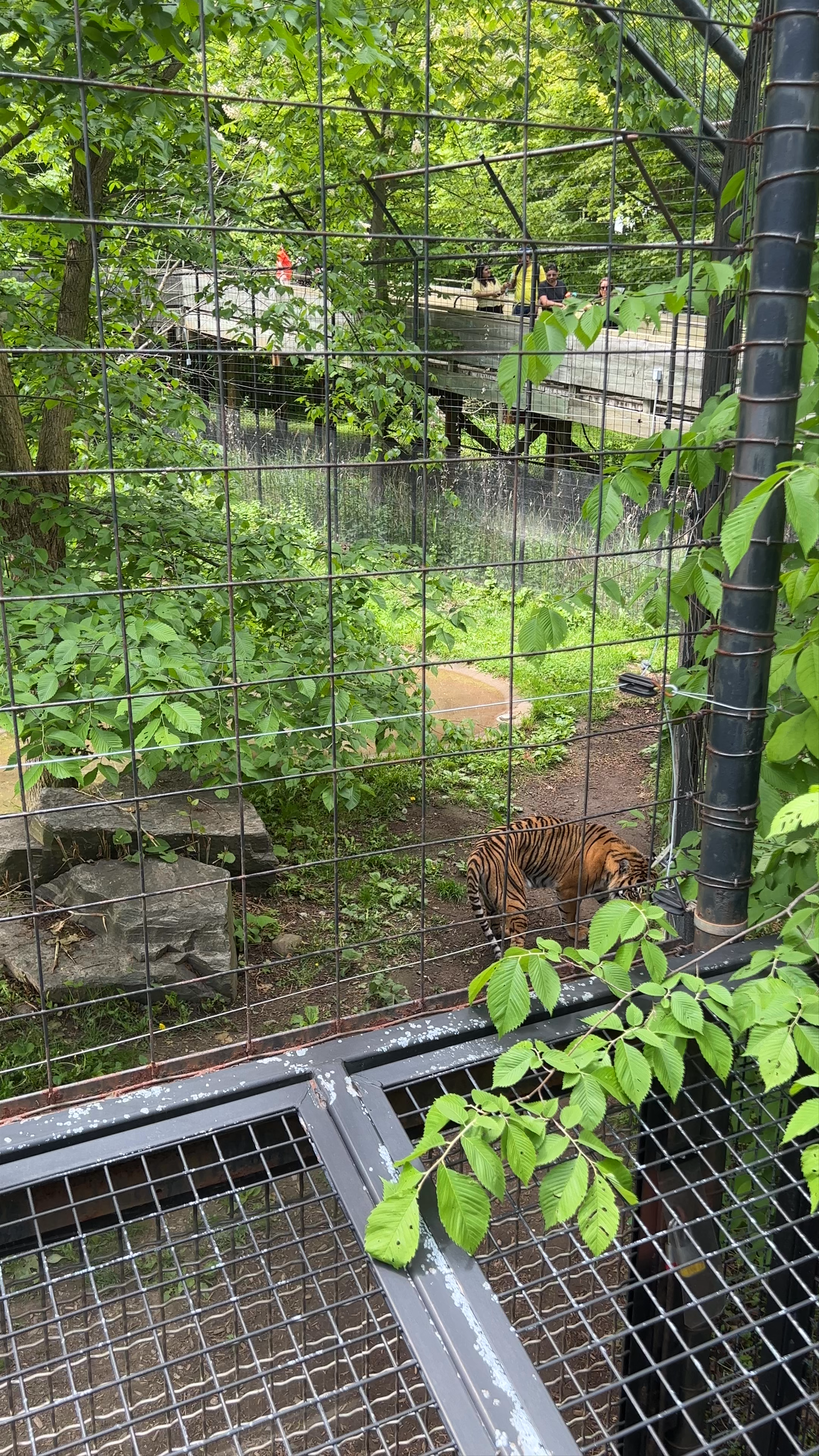 Toronto Zoo Wildlife Walk: Majestic Tiger Encounter