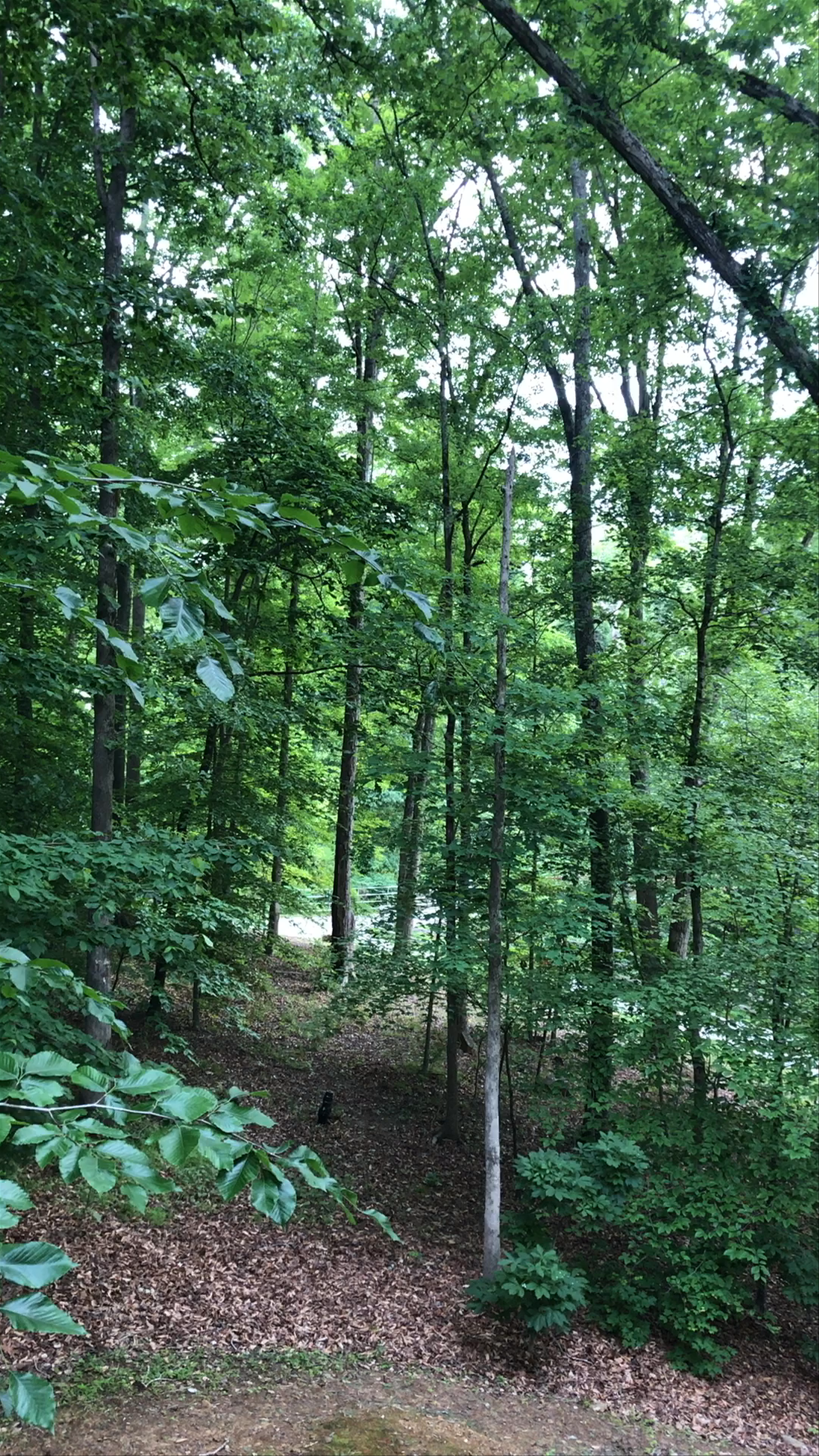 Serene Forest Walk Along Bolin Creek Trail in Chapel Hill