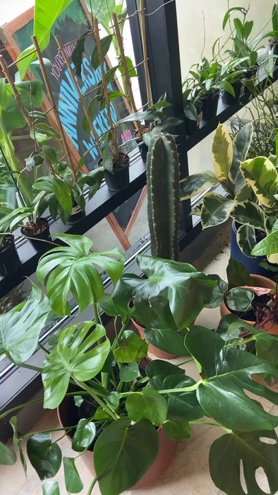 Plant House Augusta - A vid of the shop. - Nurseries & Gardening Near Me - Evans, Georgia