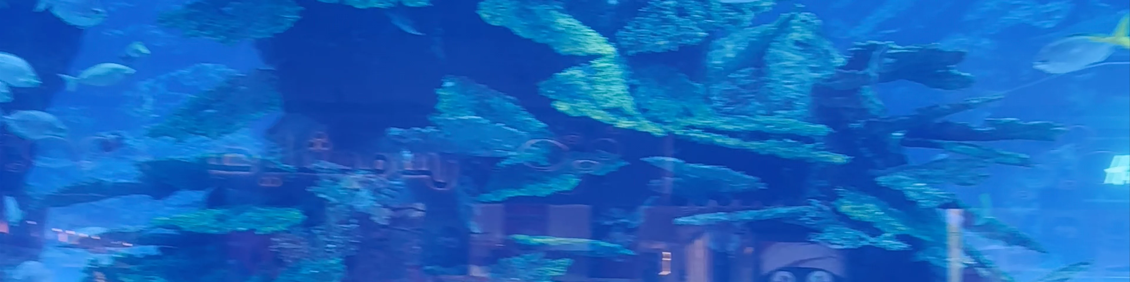 Dubai Aquarium & Underwater Zoo - Dubai - United Arab Emirates