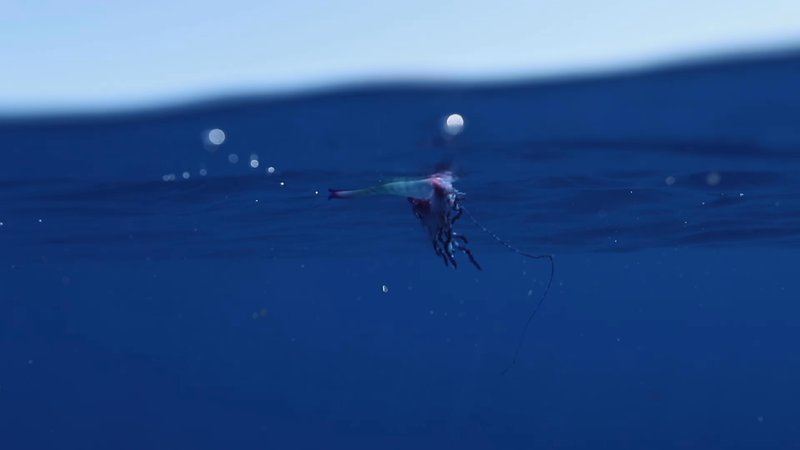 Portuguese Man o' War poster