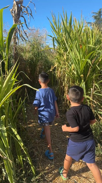 Harvest Patch - Pumpkin Patches Near Me - Clovis, California