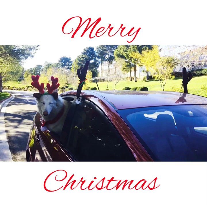 The Lakes - MERRY CHRISTMAS YELPERS!  My reindeer sleigh and my very own reindeer came just in the nick of time! :) have a wonderful holiday muah! - Real Estate Near Me - Las Vegas, Nevada