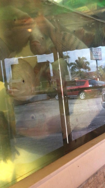 Changs Chinese Restaurant - These fish in the waiting area are a little non aesthetically pleasing! - Chinese Near Me - Miami, Florida