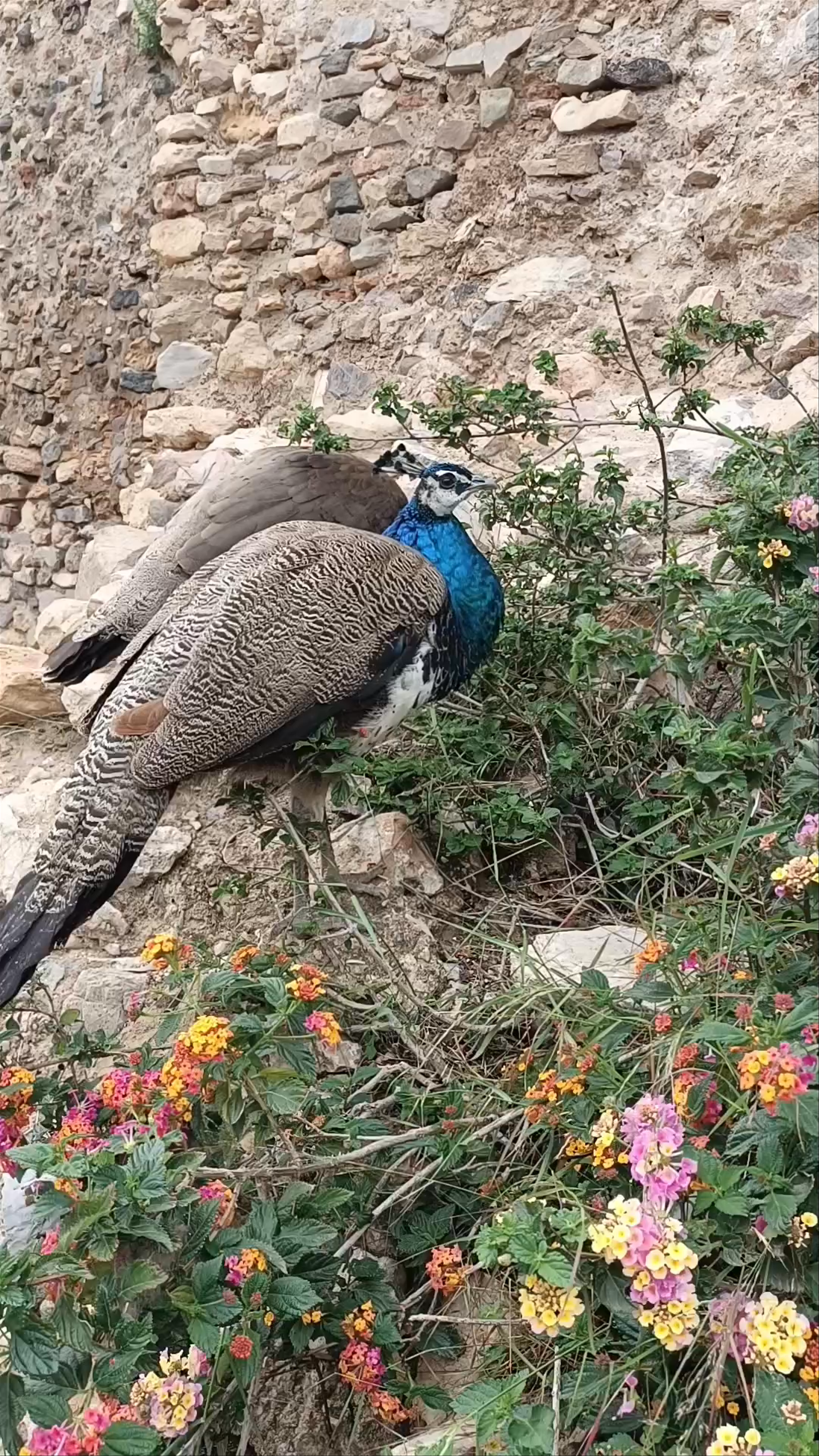 Enchanting Wildlife and Ancient Stone Walls at Parque Torres, Cartagena