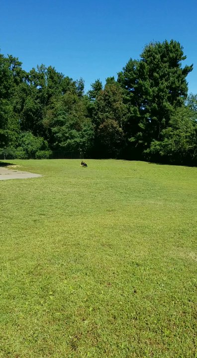 Broadneck Park - Dog Parks Near Me - Annapolis, Maryland