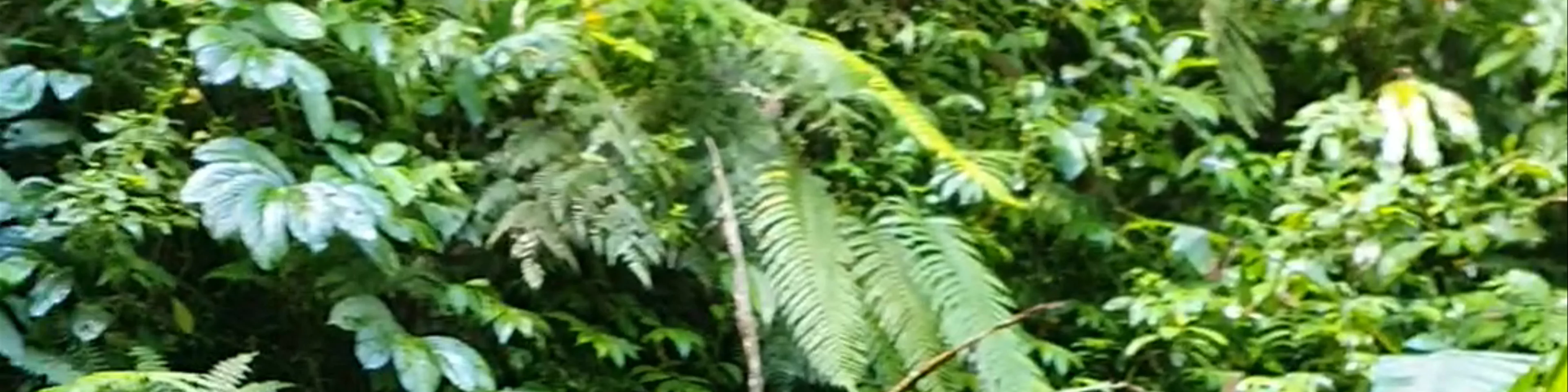 Belong Waterfall