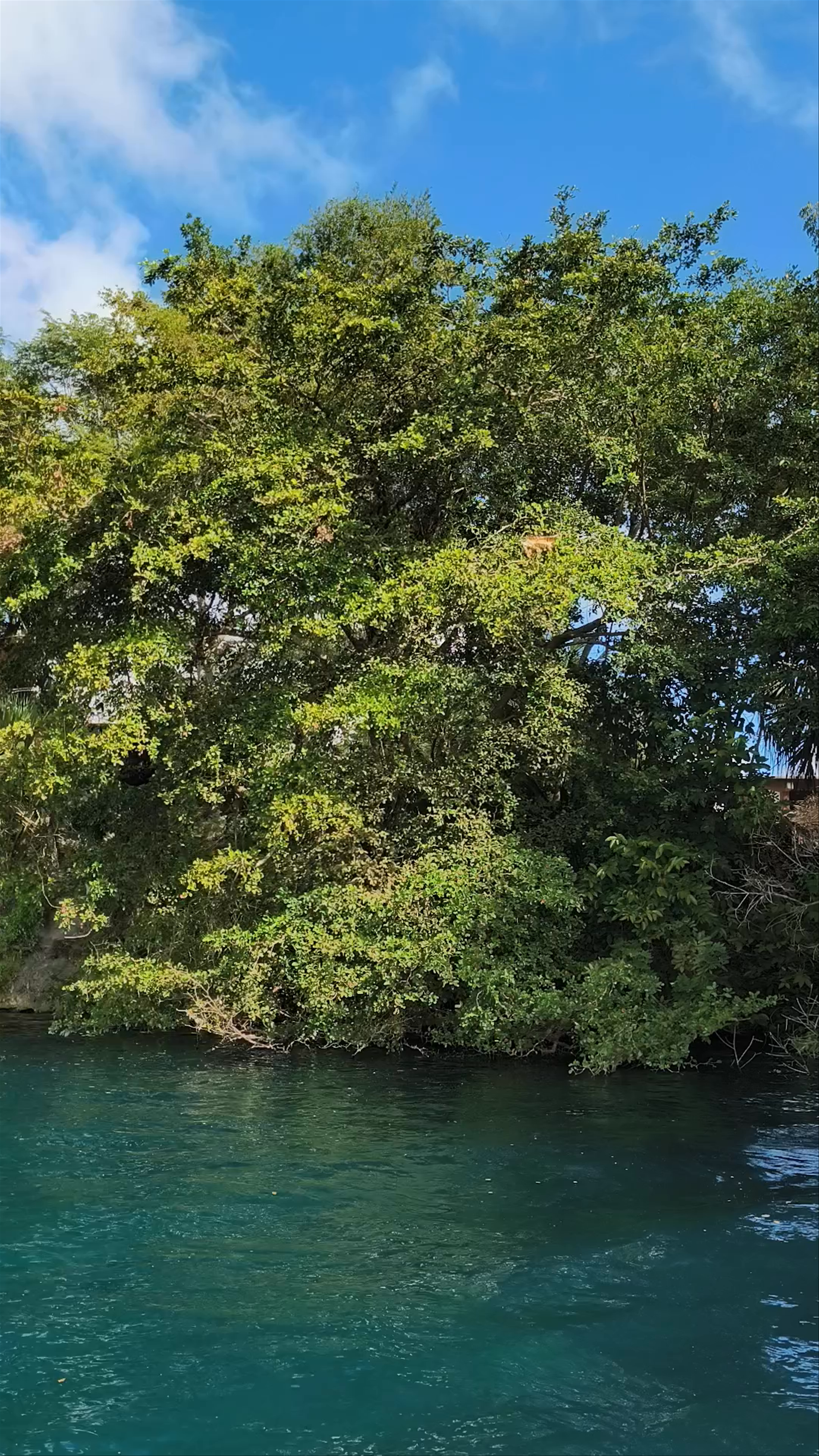 Cenote Negro
