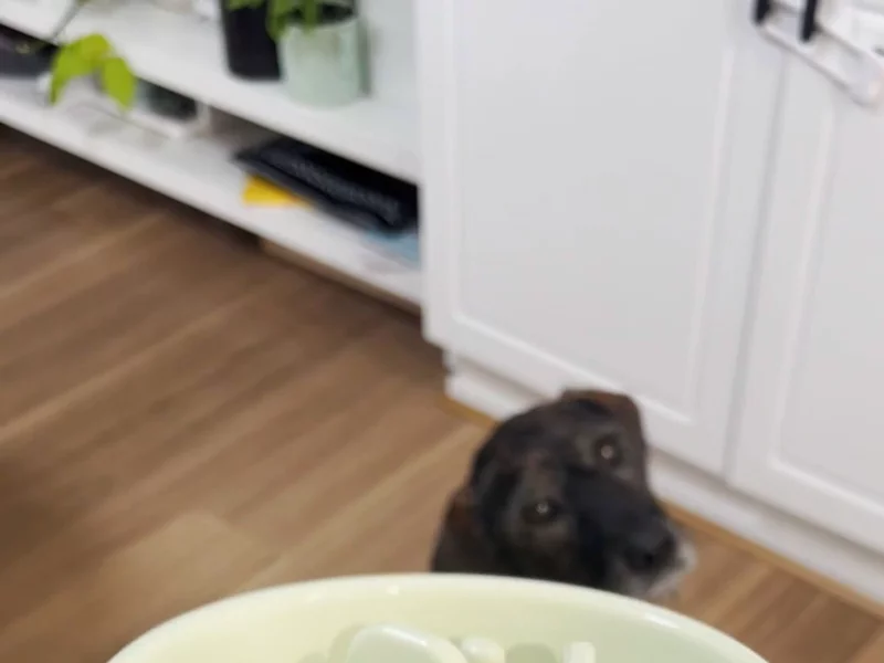 Dog slow feeder bowl