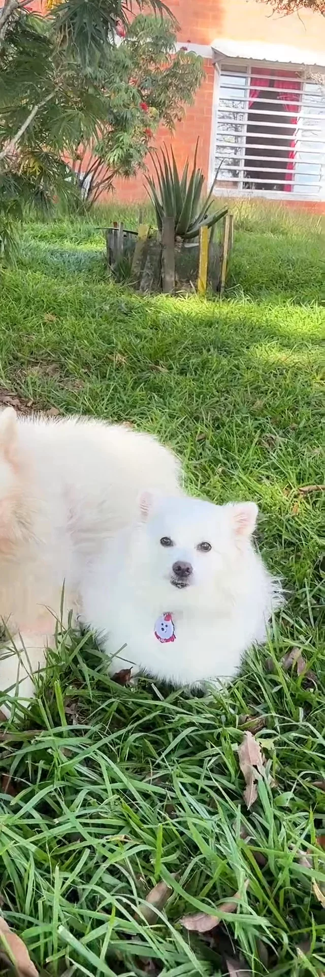 La mejor peluquería canina en Cartago