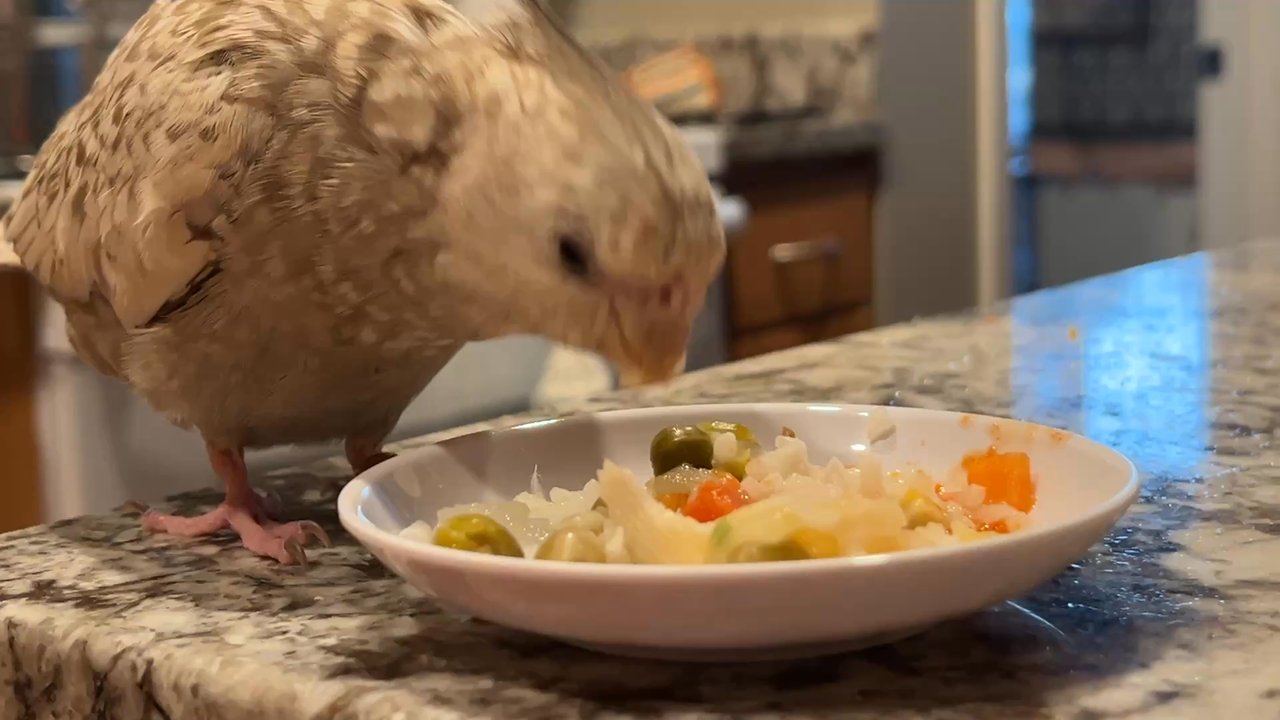 Parrot Adventure - Schmoopie is a good eater - Bird Shops Near Me