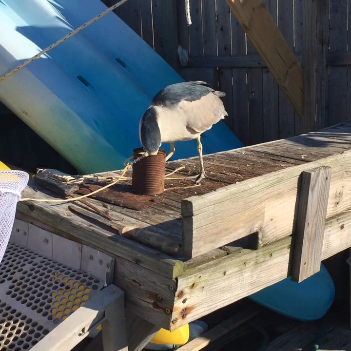 Polly's Dock Clam House - Seafood Near Me - Beach Haven, New Jersey