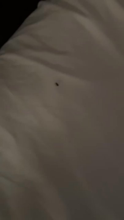 The Commodore Hollywood - Bed bug on bed sheets - Apartments Near Me - Los Angeles, California