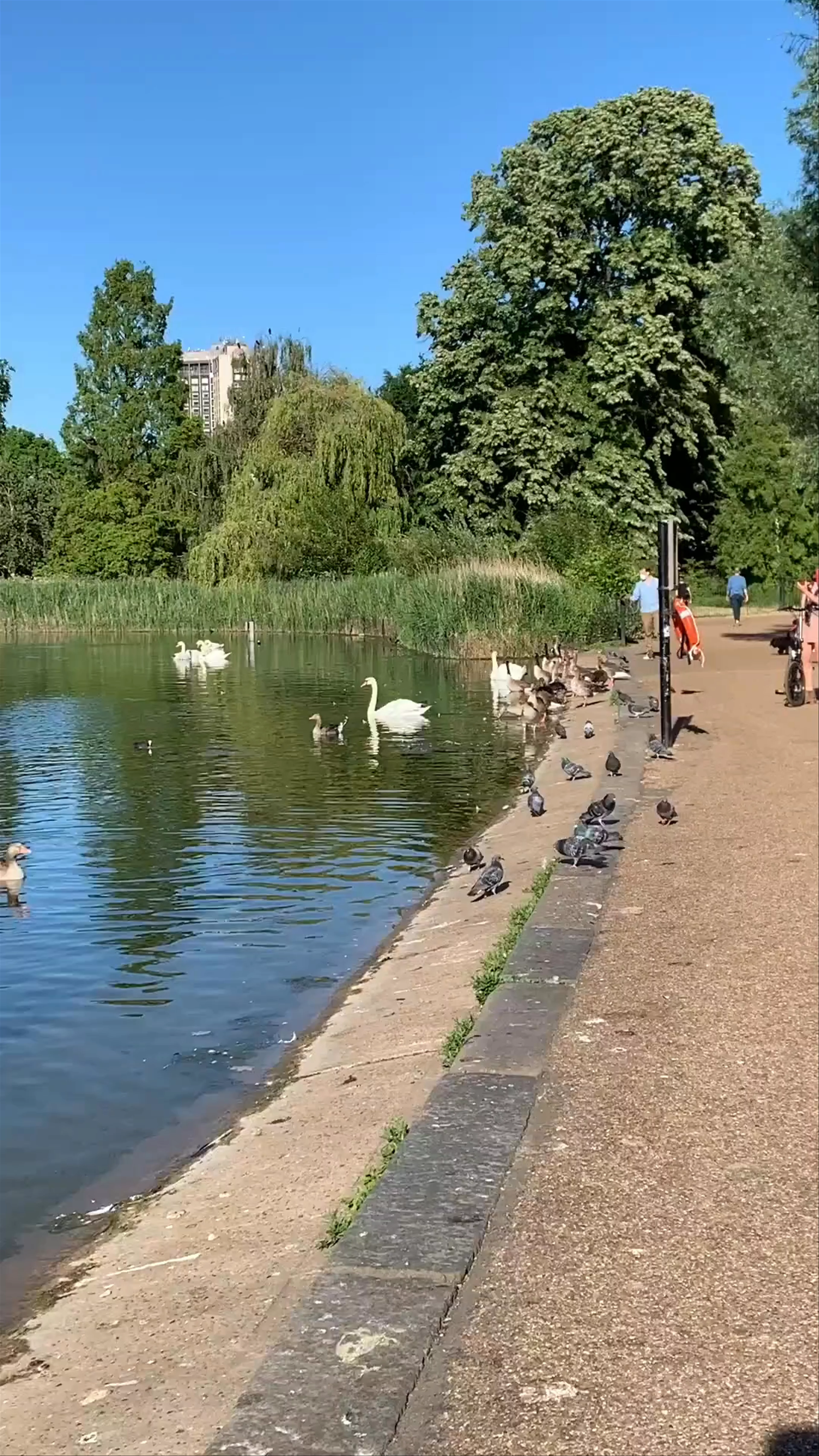 The Serpentine