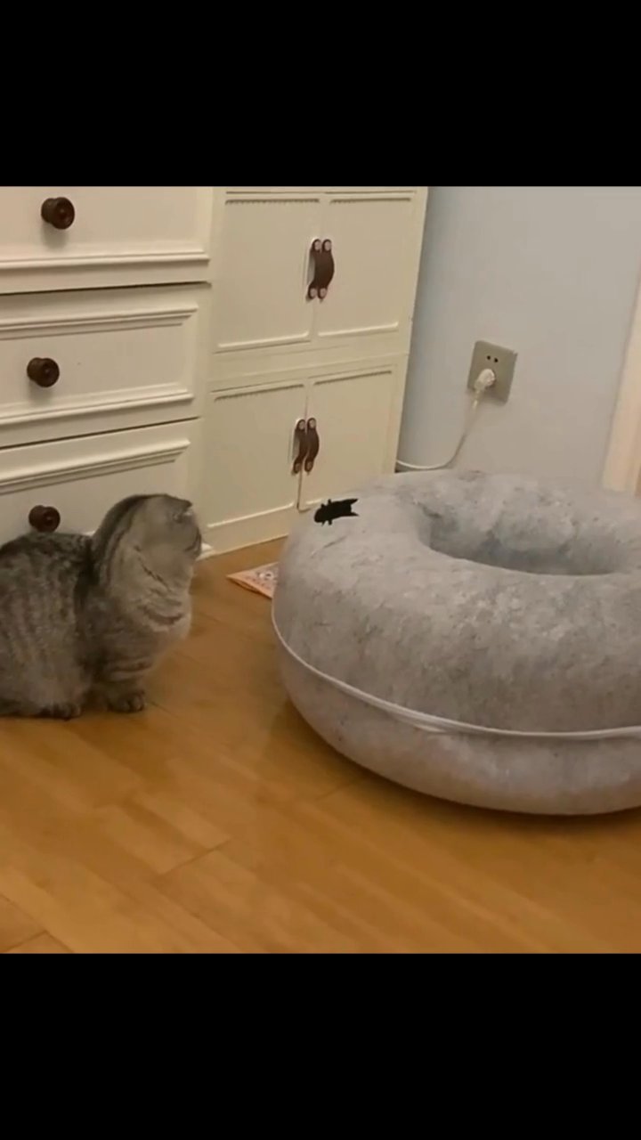 Kitty Napz™ – Marlene's Pet Shop
