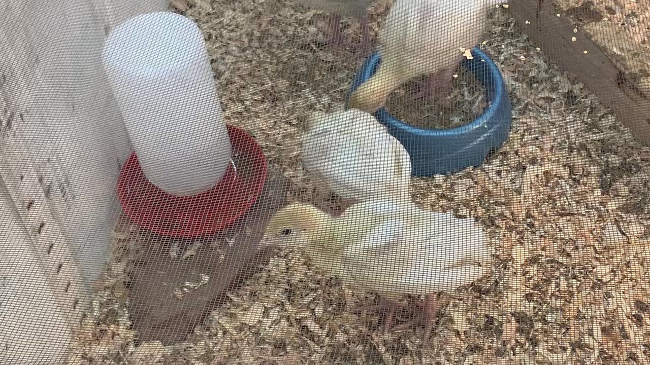 Ruggiero's Ace Hardware - Live baby Turkeys - Hardware Stores Near Me - Chandler, Arizona