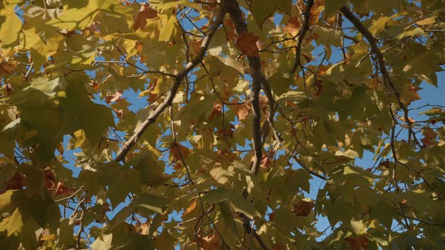 Colorful maple leaves rustling with the wind