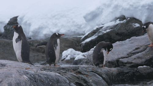 Untitled Work animated gif