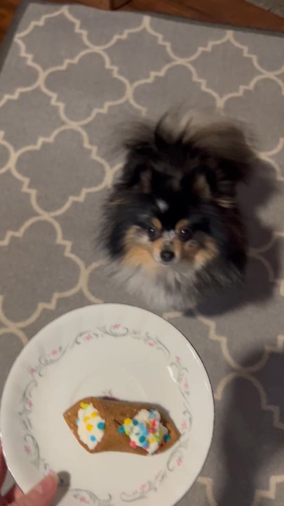 Bentley's Pet Stuff - Remi's Birthday Cannoli - Pet Stores Near Me - Arlington Heights, Illinois