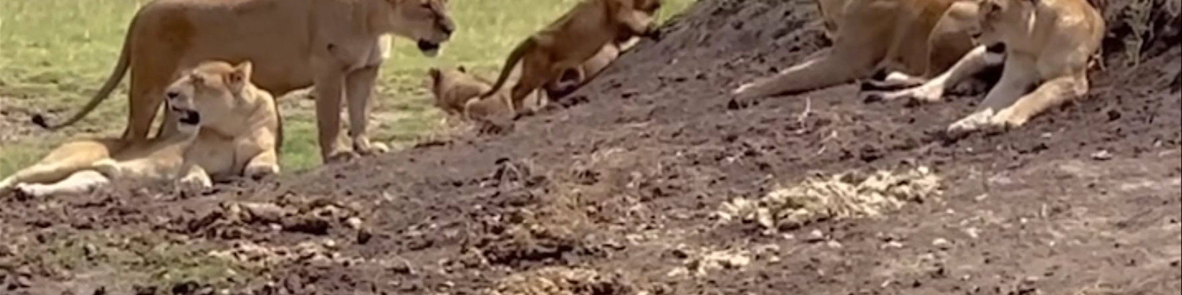 Ngorongoro Crater
