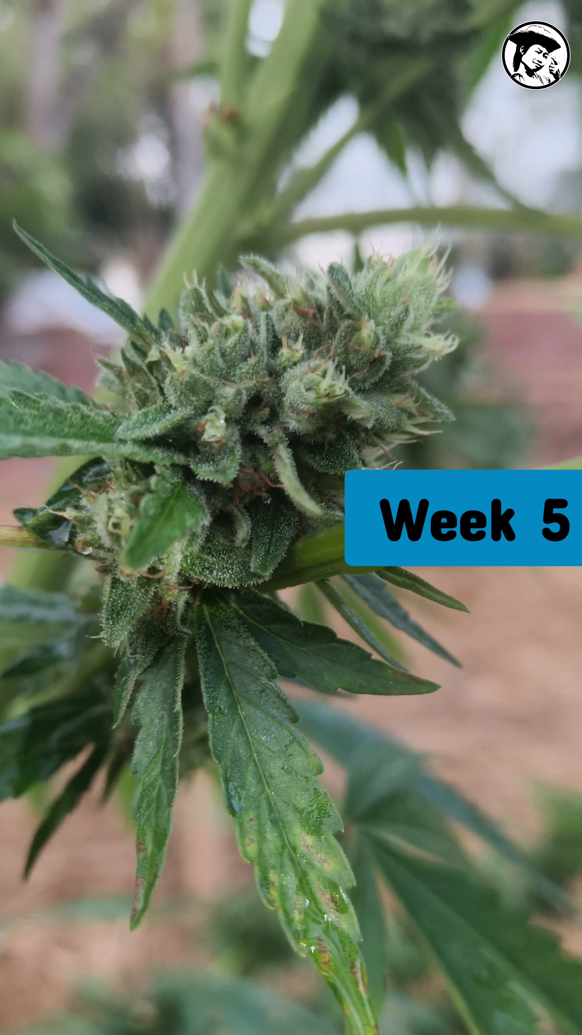 Chocolope Kush week 5 at PREMPAVEE Farm 2026