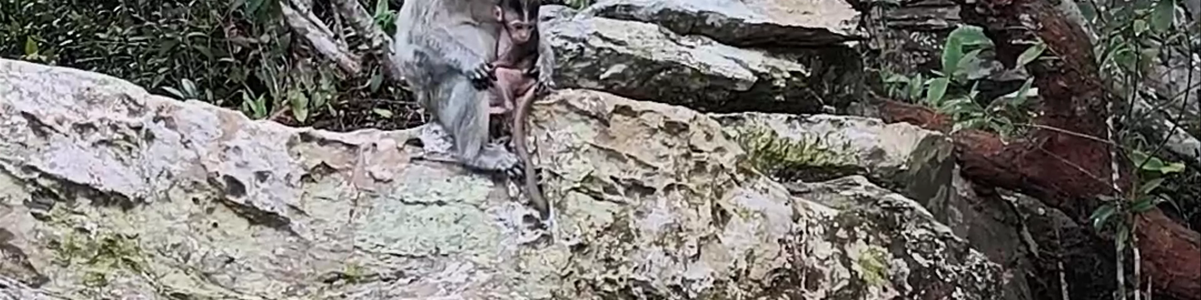 Hutan Lipur Air Terjun Temurun