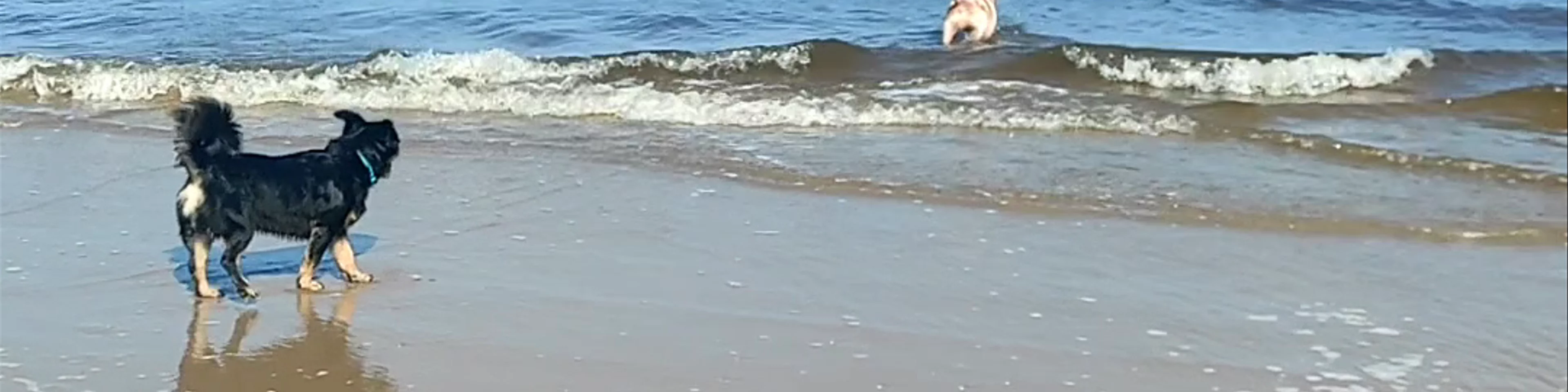 Playa de Oliva