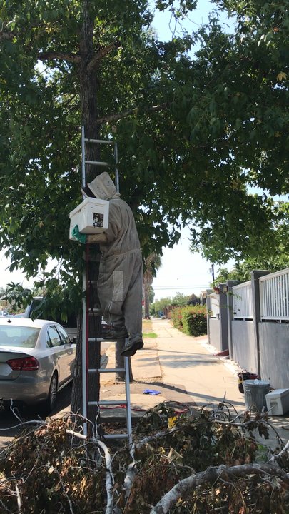 So Cal Beedad - Beedad climbing the tree with bee box. - Pest Control Near Me