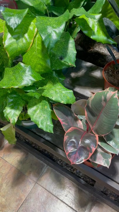 SummerWinds Nursery - Dublin - Jumping spider on a calathea musaica(network). Ficus ruby on the right. - Nurseries & Gardening Near Me - Dublin, California