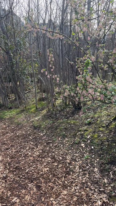 Olympic Sculpture Park - Little path. - Parks Near Me - Seattle, Washington