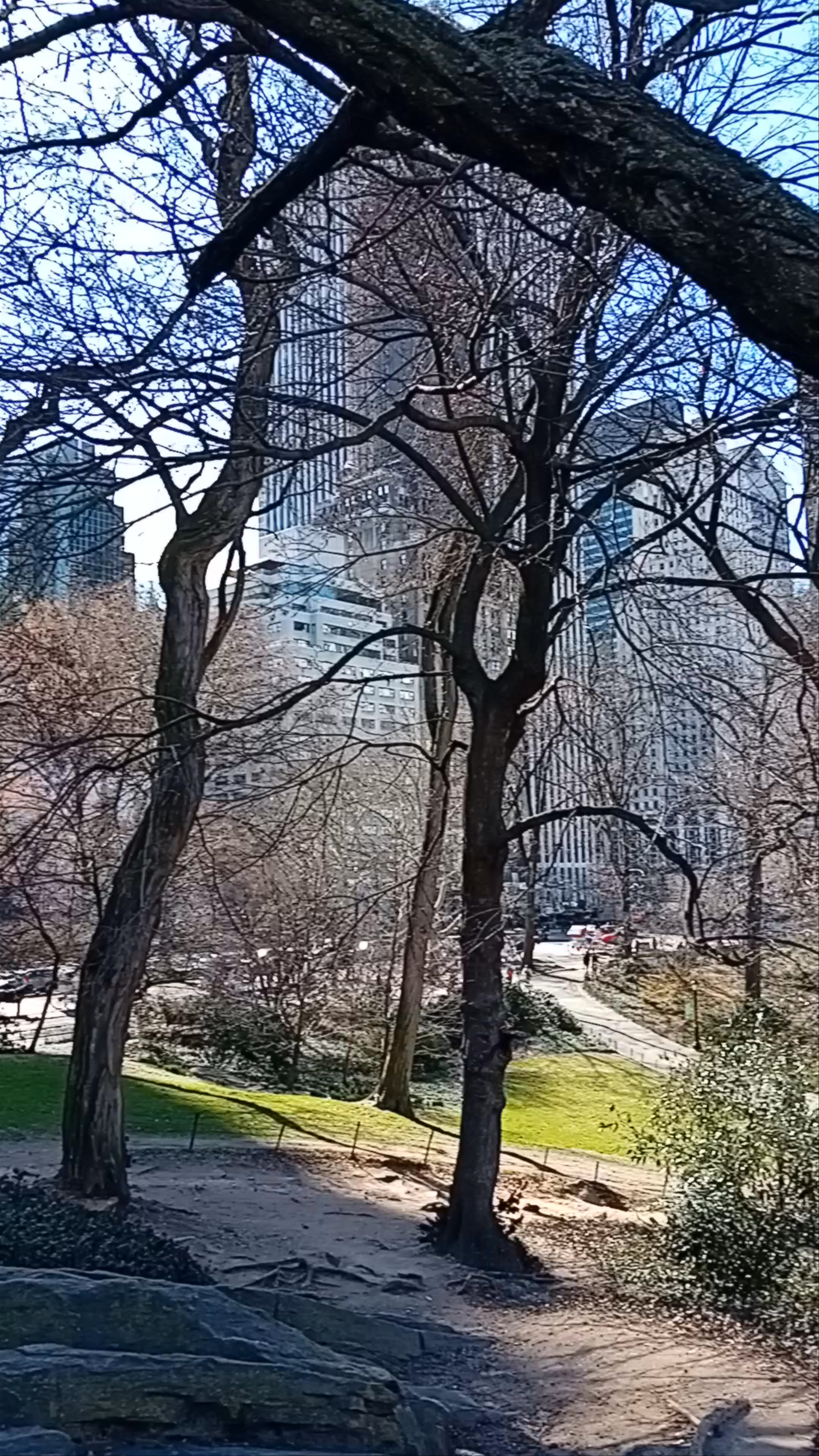 Central Park in Early Spring: Urban Nature Escape in New York City
