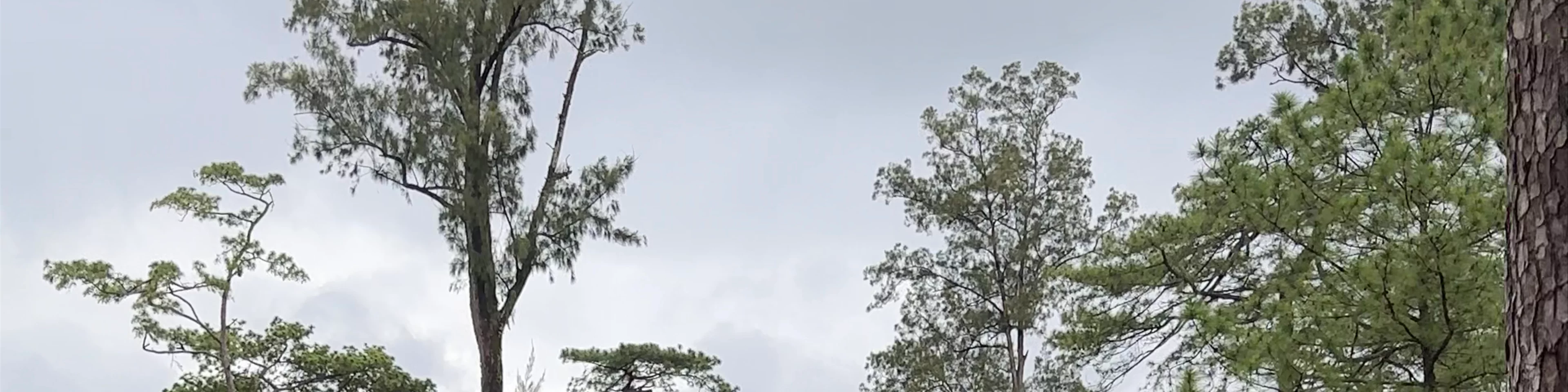 Baguio Botanical Garden