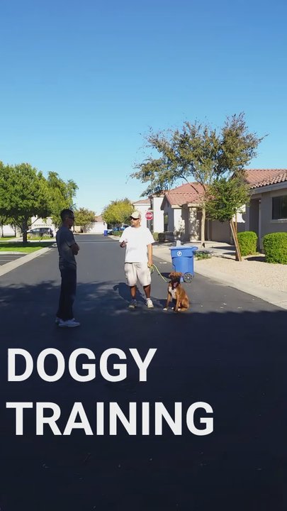 All Dogs Training - Some advice and words of encouragement. - Pet Training Near Me